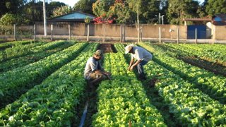 O cultivo de hortaliças já representa uma atividade econômica importante para a região