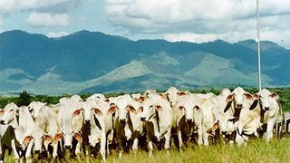  Minas tem crescimento na exportação de carne bovina
