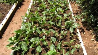 O mangarito, planta em extinção, é uma das  23 espécies de hortaliças não-convencionais cultivadas