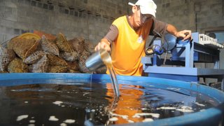 Associação de produtores no Norte de Minas extrai óleo do coco macaúba para produção de sabão e cosméticos