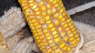 Pesquisa avalia armazenamento de milho na região Central