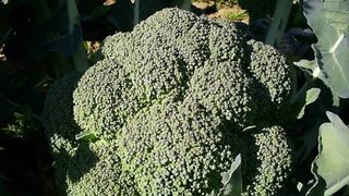 Produção de brócolis em Minas deve aumentar mais de 40%