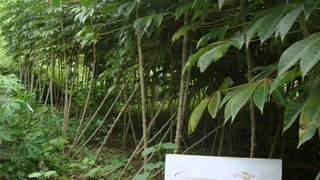 Plantação de mandioca no município de Bandeira, no Vale do Jequitinhonha
