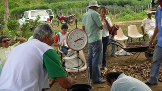 Projeto Farinha do Jequitinhonha completa um ano com boas perspectivas
