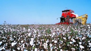 A produção de algodão no ano que vem será a maior das últimas três safras