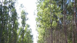 Emater-MG estimula silvicultura no Vale do Jequitinhonha