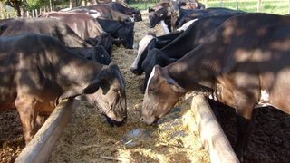 O custo médio da alimentação das vacas em lactação caiu 46%