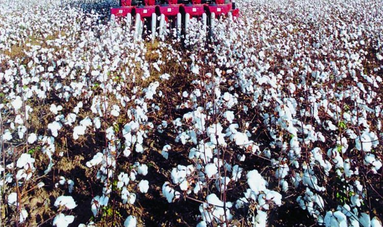O Noroeste produziu, em 2010, 33,8 mil toneladas de algodão em caroço