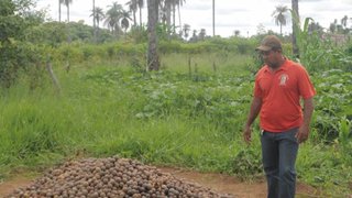 O cultivo da macaúba agora é incentivado por lei estadual