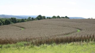 Sul de Minas liderou a produção de milho no Estado em 2010