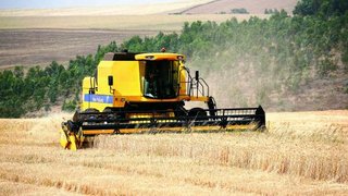 Minas Gerais vai ganhar centro de pesquisa de trigo em Uberaba