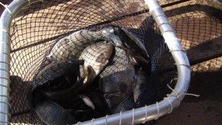 A tilápia é um dos peixes mais produzidos em cativeiro