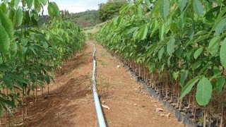 Parceria viabiliza incremento do cultivo da seringueira no Estado