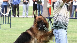 O treinamento dos cães da Polícia Militar inclui desarmamento de suspeitos