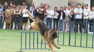 Os cães da Polícia Militar são treinados para superar obstáculos