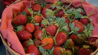 A produção de morangos orgânicos na comunidade do Bonfim começou em 2009