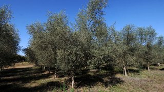 Cultivo de oliveiras no Grande Norte foi tema de Dia de Campo da Epamig