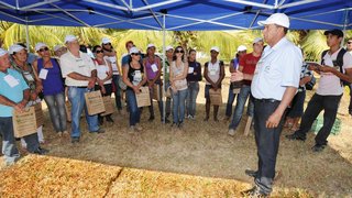 Pesquisadores mineiros apostam no cultivo de morango e de oliveiras no semiárido