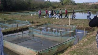 Fazenda Experimental em Leopoldina ensina manejo na piscicultura 