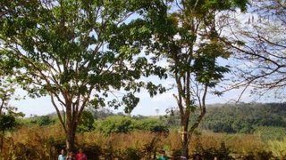Escola estadual planta árvores nativas para preservar a natureza e o conhecimento