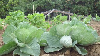 Epamig já instalou sete unidades demonstrativas de hortas agroecológicas