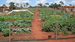 Venda de hortaliças gera renda para famílias do município de Papagaios