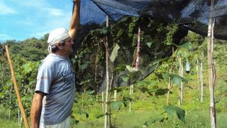 Unidade Demonstrativa de uva instalada no município de Prados 