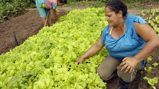 Vera tem renda média semanal de R$ 500,00 com a comercialização de verduras