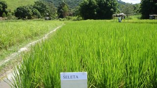 Epamig recomenda novas cultivares de arroz e feijão para Minas Gerais