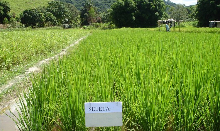 Cultivar de arroz BRSMG Seleta, recomendada para cultivo em várzea