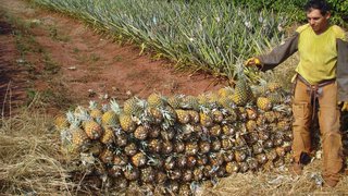 Abacaxi gera renda e alimenta gado em assentamentos de Ituiutaba