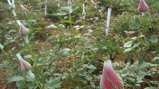 Produção de rosas da Epamig em São João del-Rei não utiliza agroquímicos