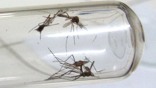 Larvas do mosquito da dengue, Aedes aegypti
