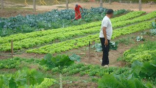Detentos de Teófilo Otoni participam de diversas atividades, como a produção de hortaliças