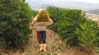 Emater atende a 250 cafeicultores da região na produção, colheita e pós-colheita