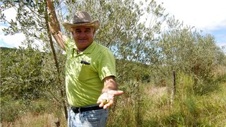 José Lasaro está investindo no plantio de oliveira com o apoio da Epamig
