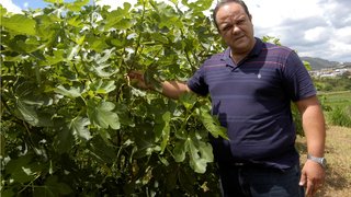 O pesquisador Paulo Norberto tem boas expectativas com relação ao plantio da figueira na região