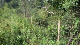 Cerca protege a nascente na propriedade de Anésio Borém, no município de Itaguara