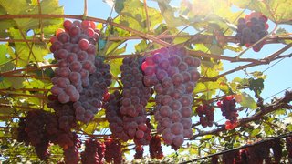 Produção de uva em áreas irrigadas do Norte de Minas, que incrementam a exportação agrícola