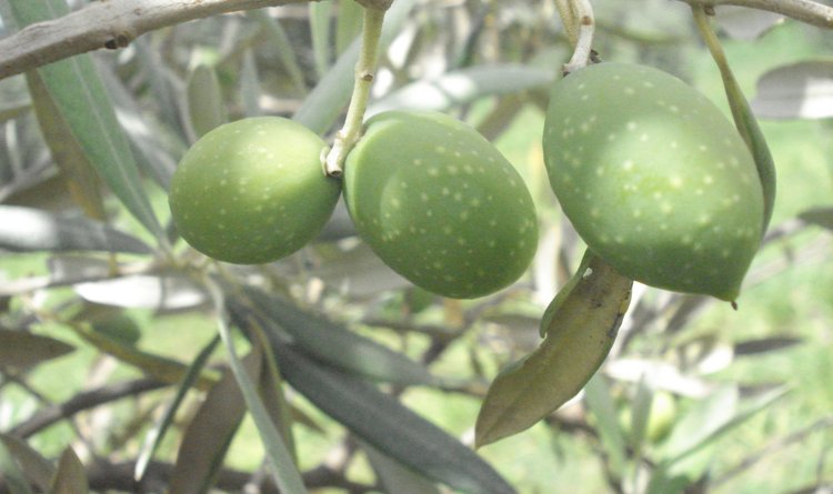 Ramo frutífero de cultivar de oliveira protegida pelo Mapa – Grappolo 556