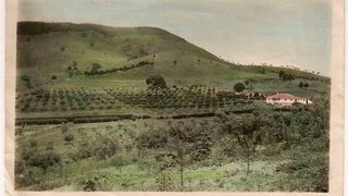 Plantação de oliveira consorciada com uva (esq.) e pêssego (dir.), em Maria da Fé, na década de 1940