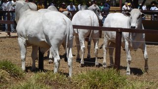Pró-Genética negociou mais de 1.500 touros puros de origem em 2012