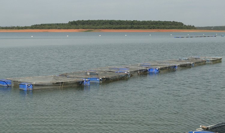 Criação de tilápia em tanques-rede no reservatório de Três Marias