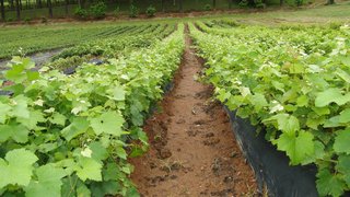Mudas produzidas na Fazenda Experimental atendem viticultores de Minas Gerais e São Paulo