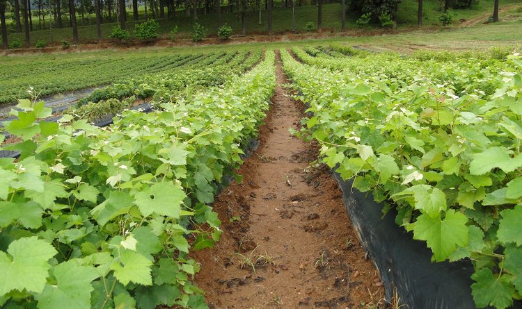 Mudas produzidas na Fazenda Experimental atendem viticultores de Minas Gerais e São Paulo