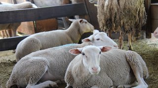O leite de ovelha é apreciado pelas qualidades gastronômicas e não produzir intolerância