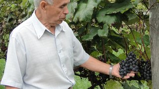 Produtor de uva orgânica Nildo Martins Cardoso: “Aqui, o próprio capim faz a adubação”