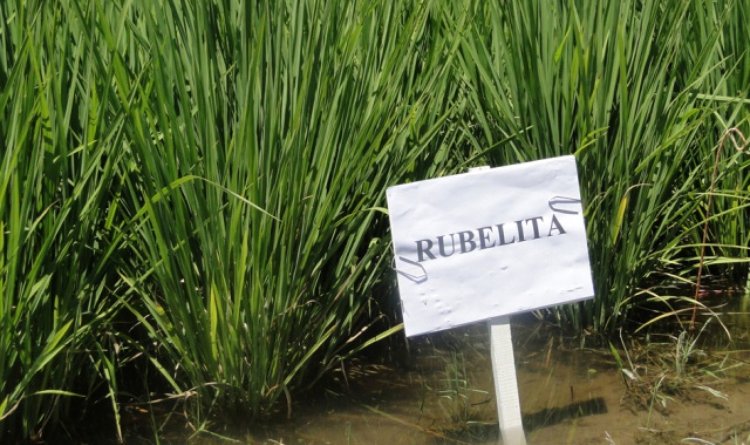 Cultivar de arroz BRSMG Rubelita apresenta boa produtividade e resistência à Brusone