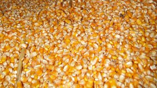 Dez mandamentos para obter sucesso na cultura do milho será tema de palestra de professor da Ufla