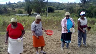 A lavoura feminina conta com o apoio da Emater e da prefeitura